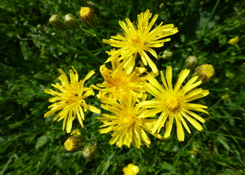 Wiesen-Pippau (Crepis biennis) - © Philipp Sengl